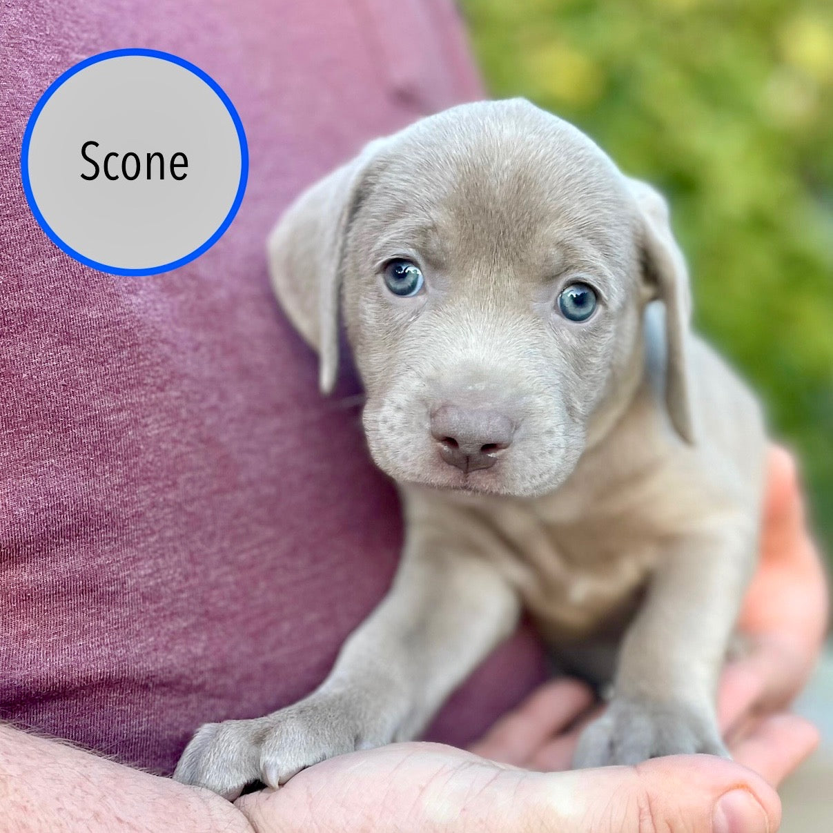 Pastry Puppies: Scone