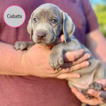 Pastry Puppies: Ciabatta
