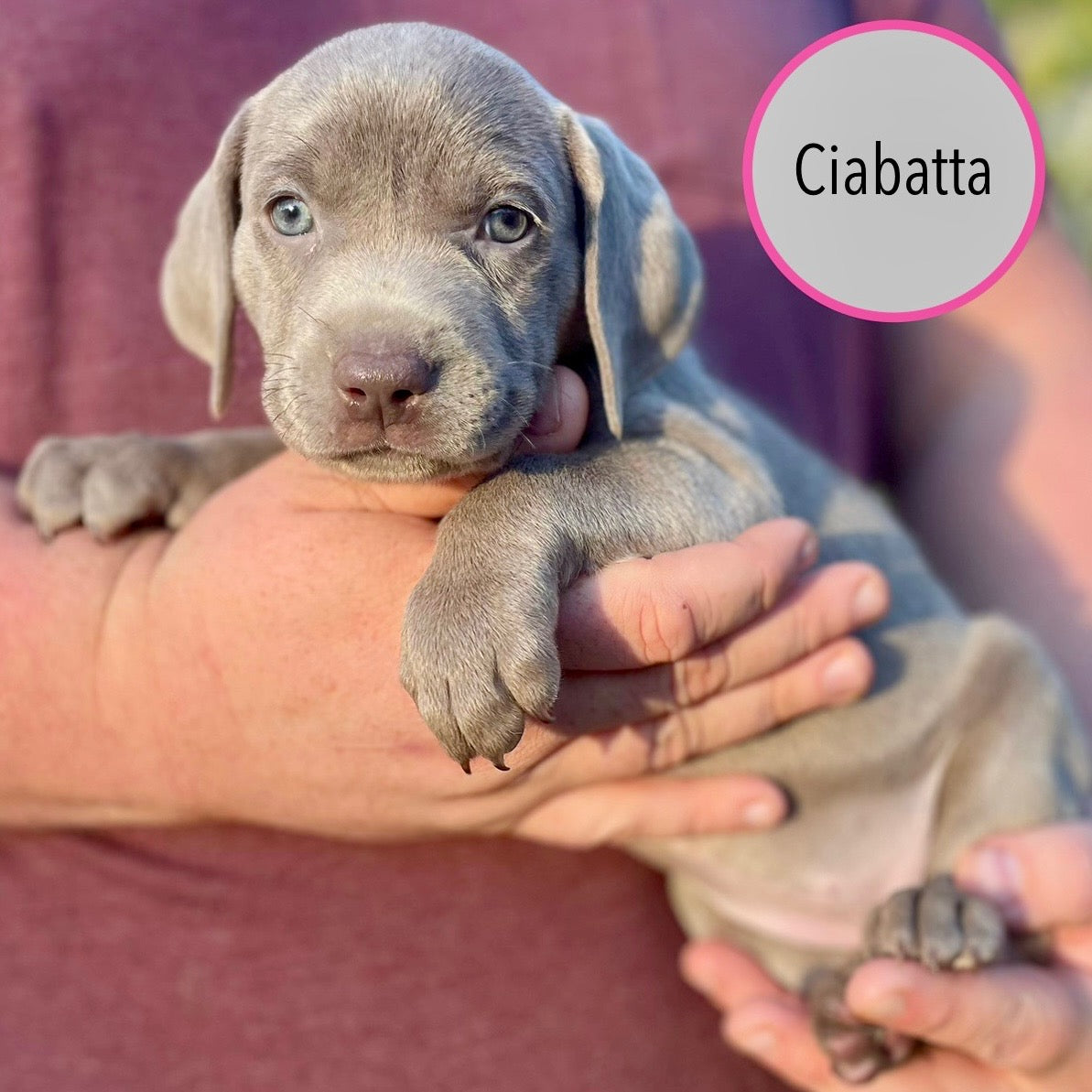 Pastry Puppies: Ciabatta