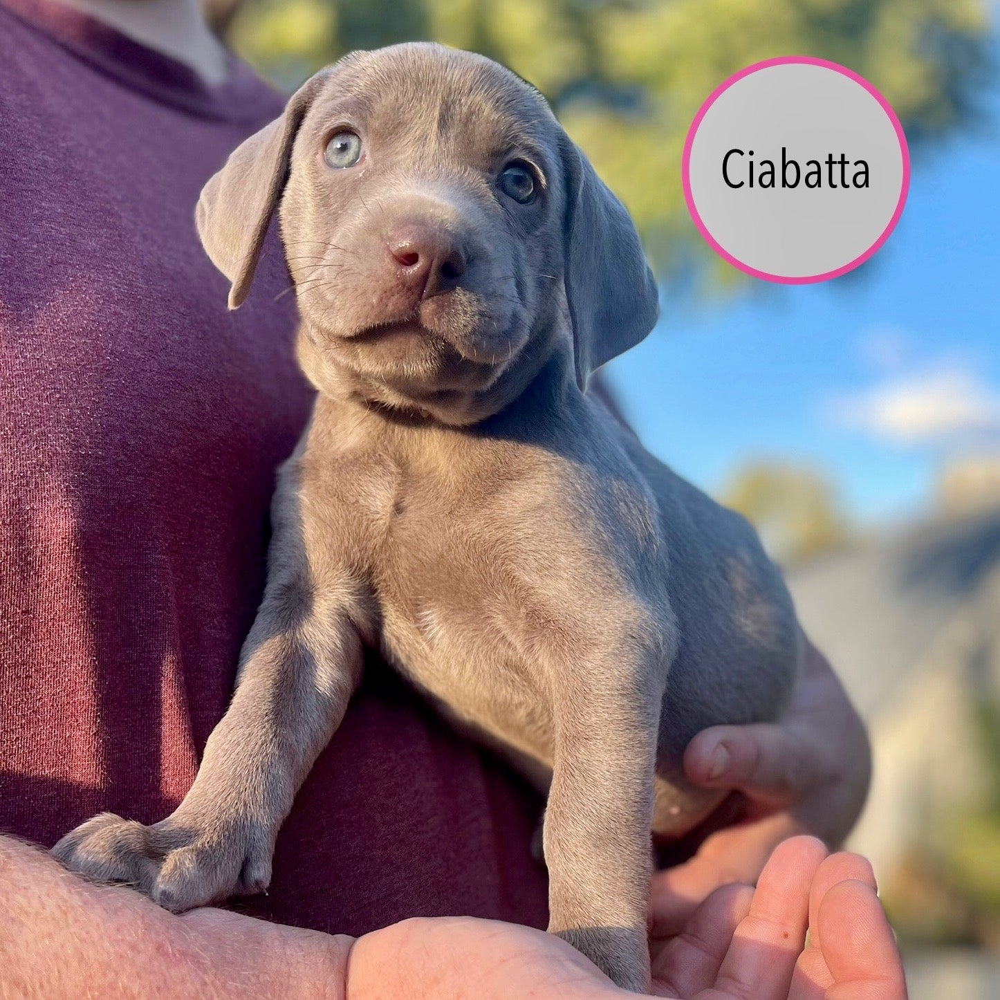 Pastry Puppies: Ciabatta