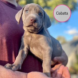 Pastry Puppies: Ciabatta