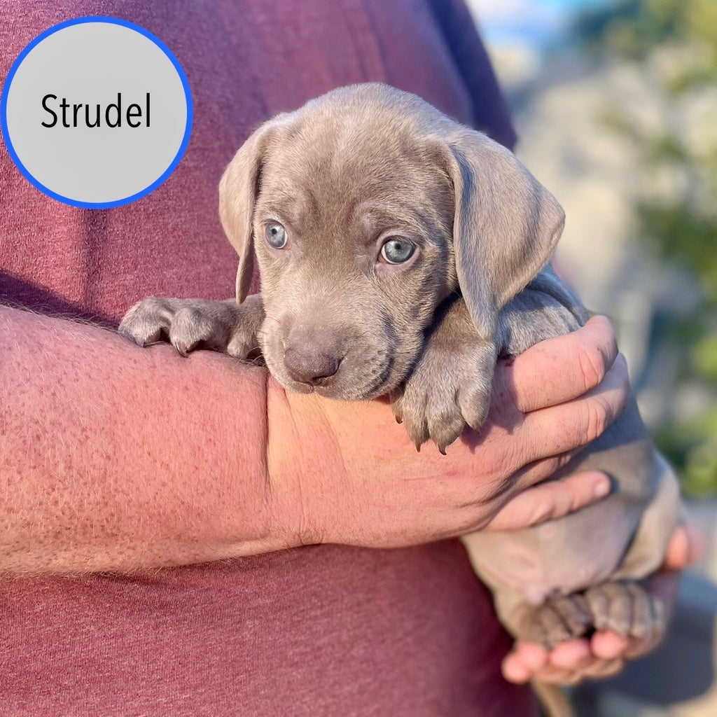 Pastry Puppies: Strudel