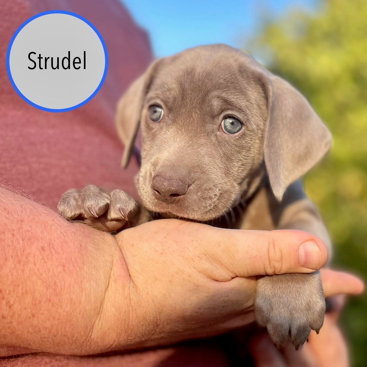 Pastry Puppies: Strudel