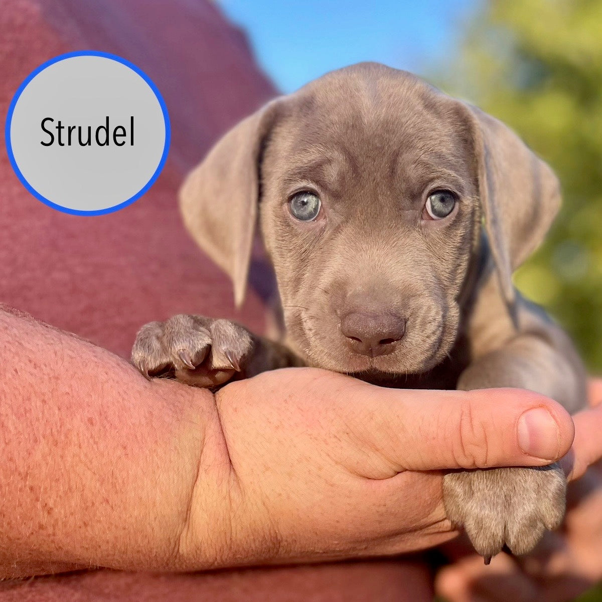 Pastry Puppies: Strudel