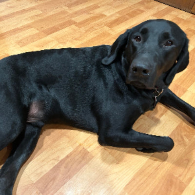 Raven Adoption Pending