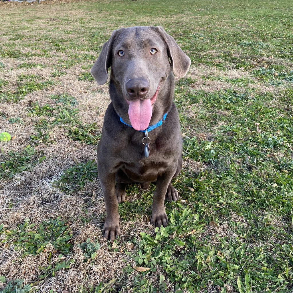 Slate Adoption Pending