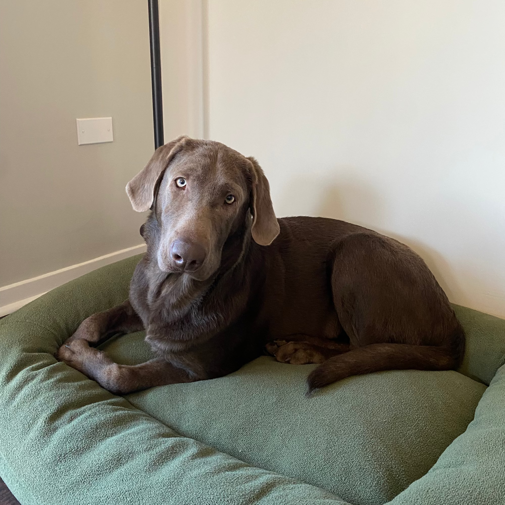 Slate Adoption Pending