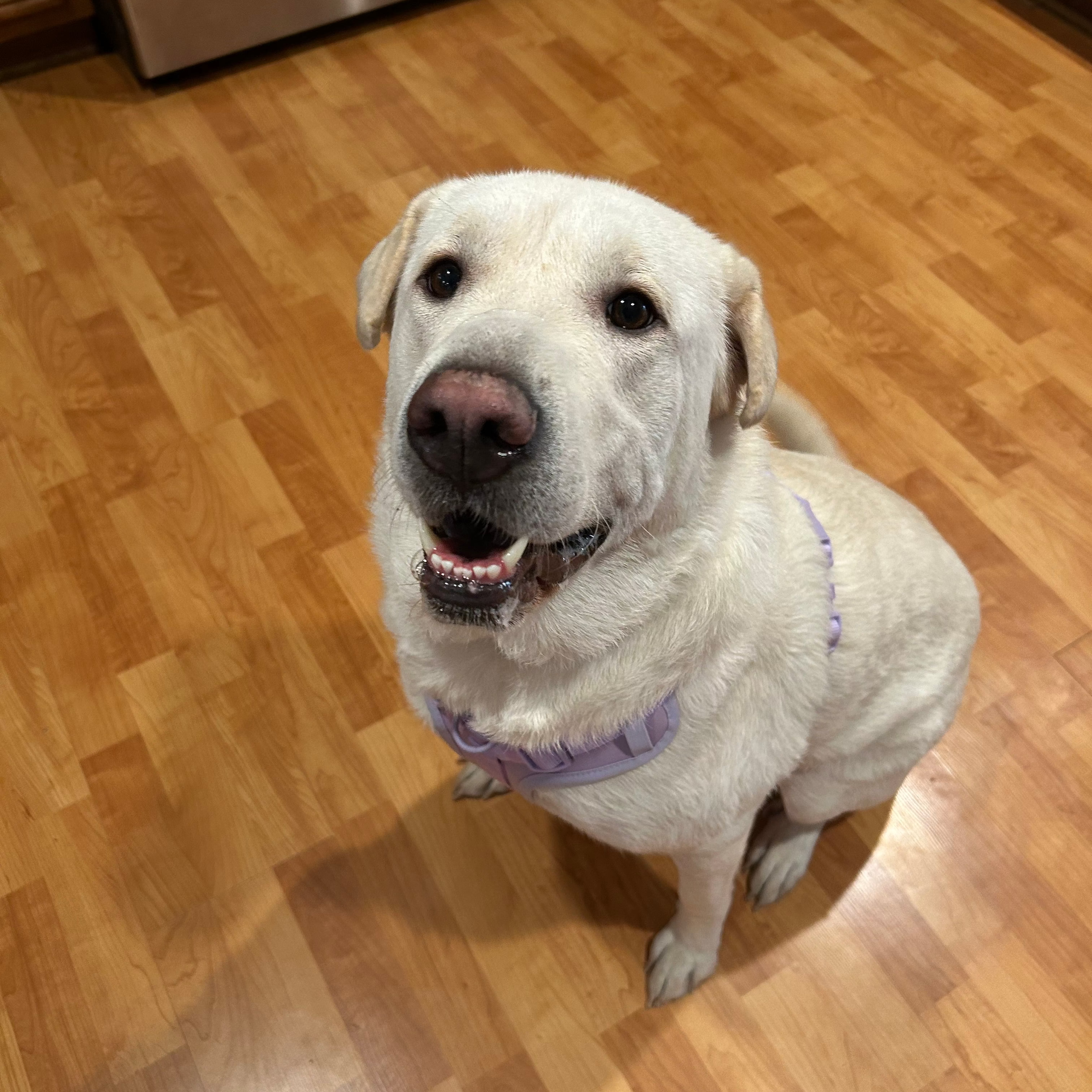 Daizy adoption pending