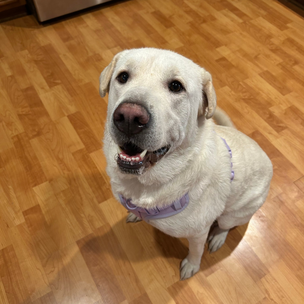 Daizy adoption pending