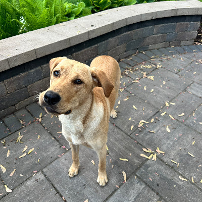 Dixie Adoption Pending
