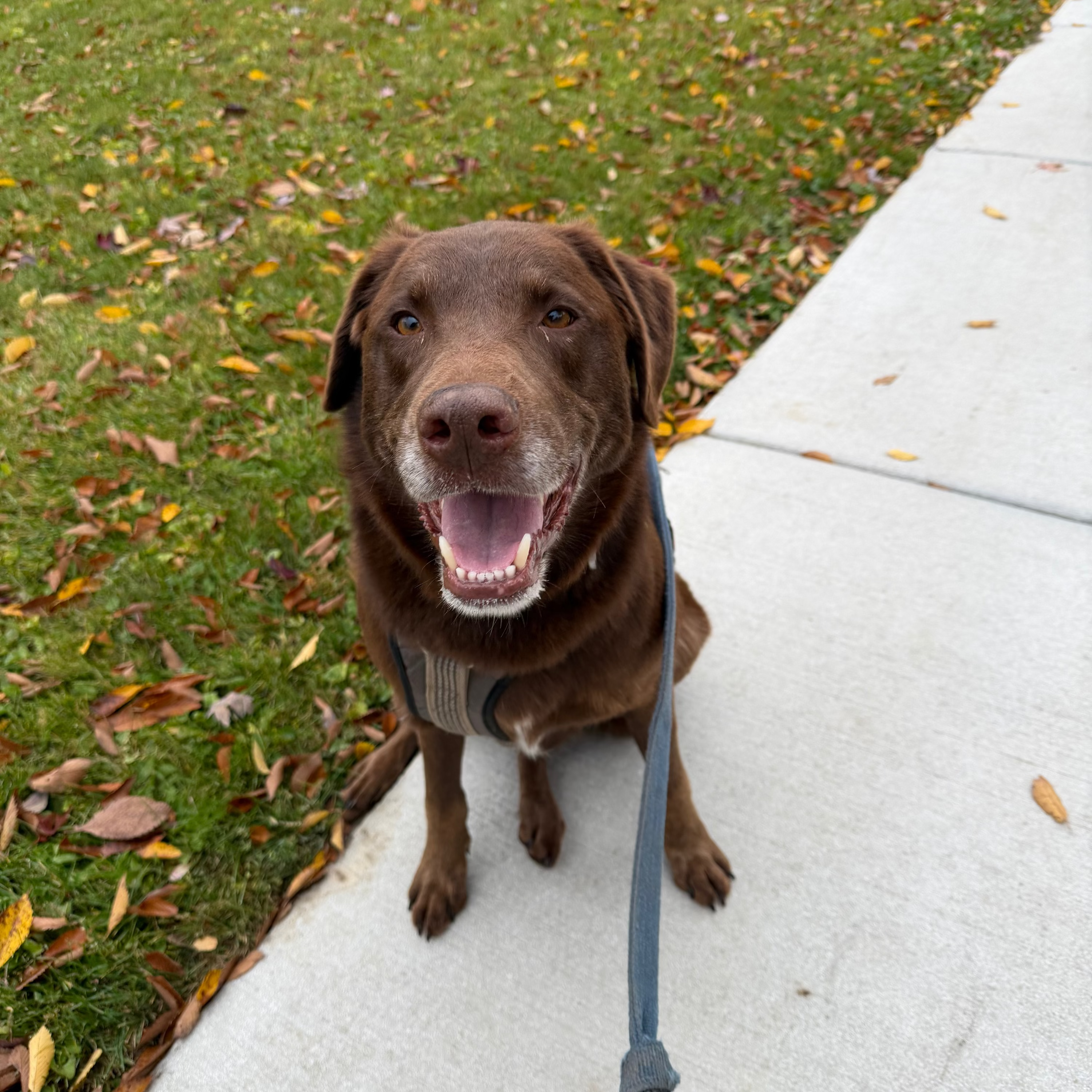 Perry Adoption Pending