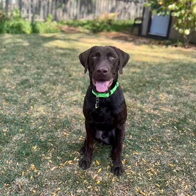 Pete Adoption Pending