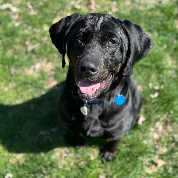 Tucker