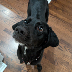 Izzy Adoption Pending