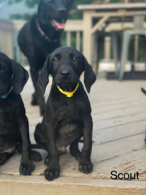 Scout Adoption Pending