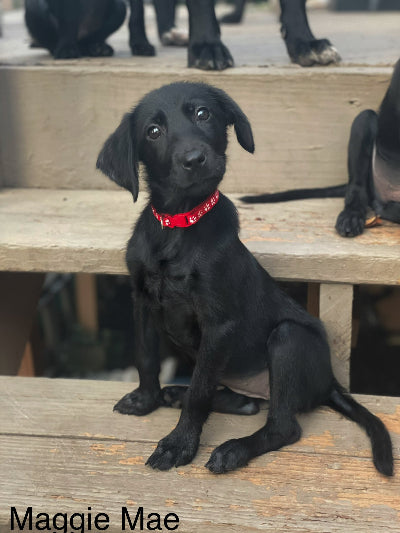 Maggie Adoption Pending