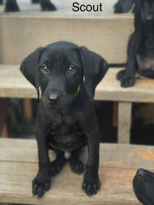 Scout Adoption Pending