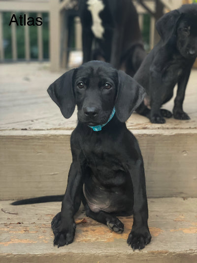 Atlas Adoption Pending
