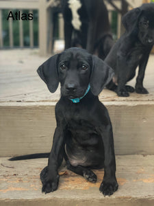 Atlas Adoption Pending
