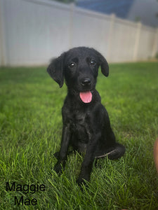 Maggie Adoption Pending