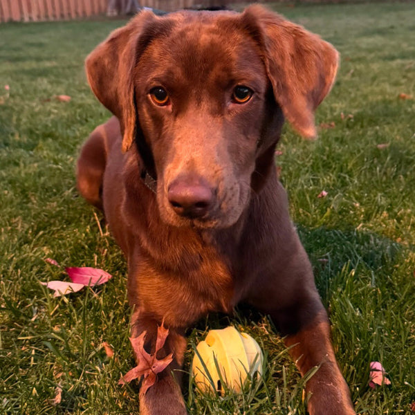 Nevaeh