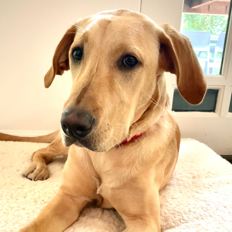 Golden Retriever Yellow Lab Mix
