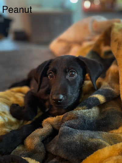 Peanut Adoption Pending