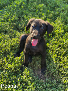 Peanut Adoption Pending