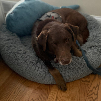 Perry Adoption Pending