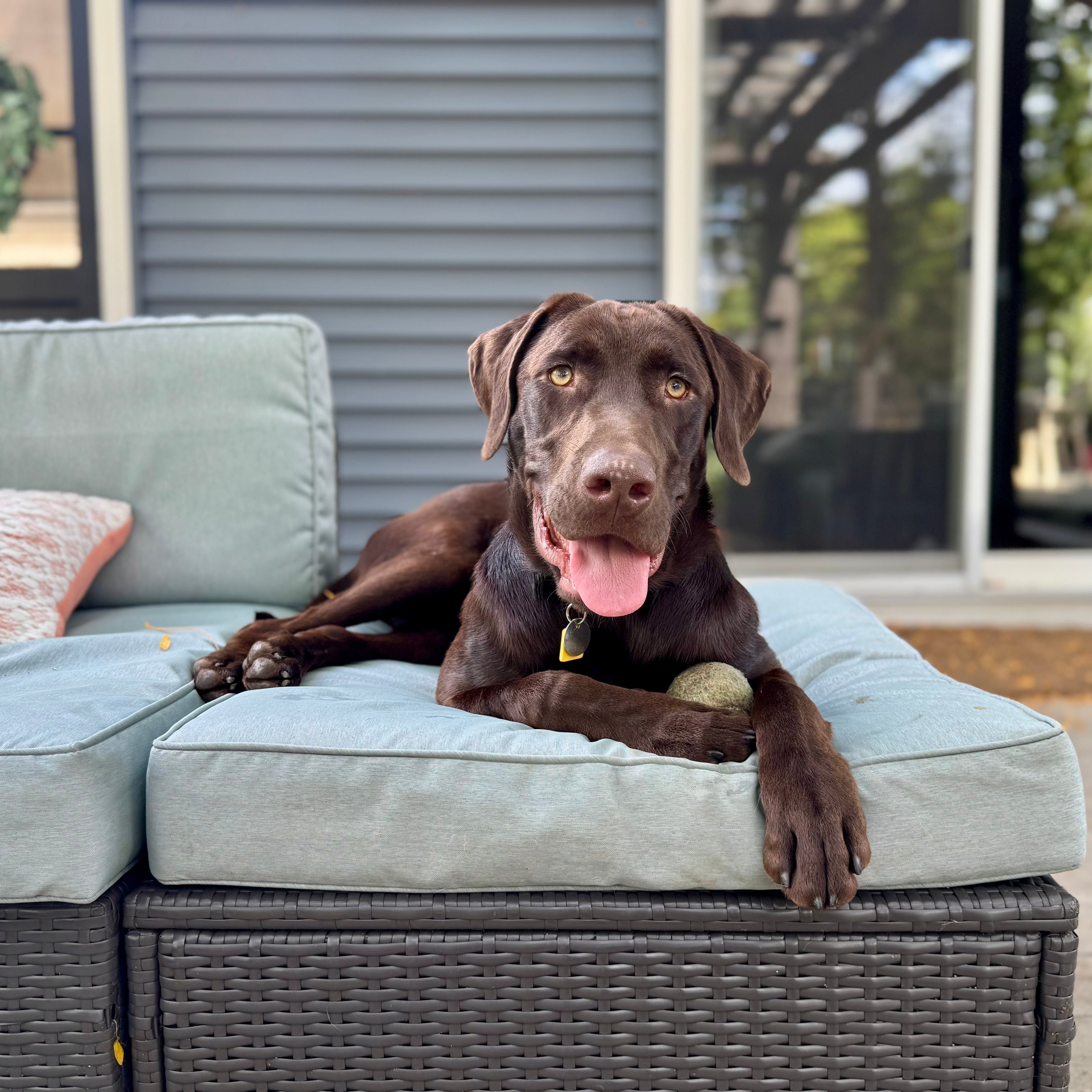 Pete Adoption Pending