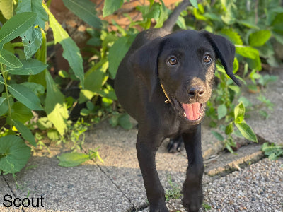 Scout Adoption Pending