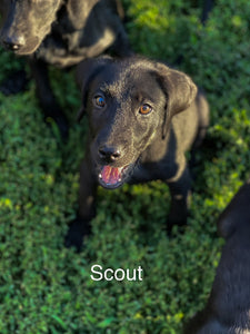 Scout Adoption Pending