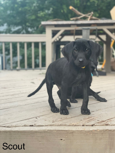 Scout Adoption Pending