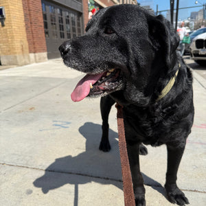 Zeus - Adoption Pending