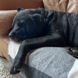 Zeus - Adoption Pending