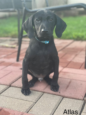 Atlas Adoption Pending