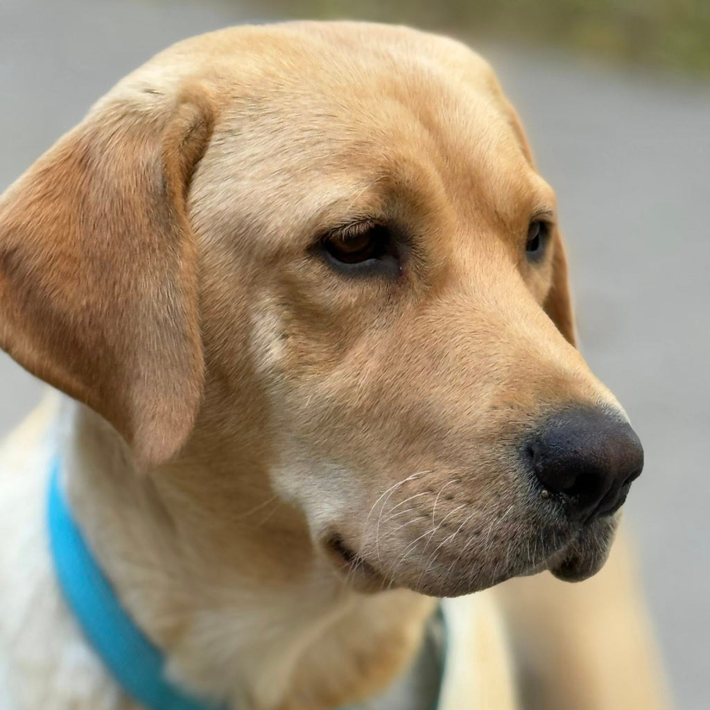 Brandy Adoption Pending