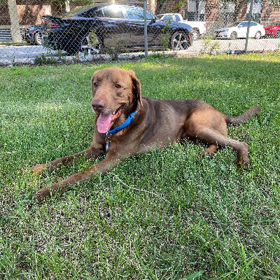 Bud