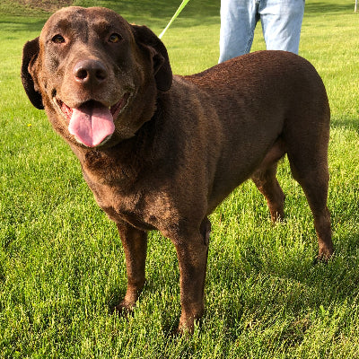 Daisy