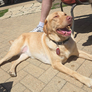 Faith Adoption Pending