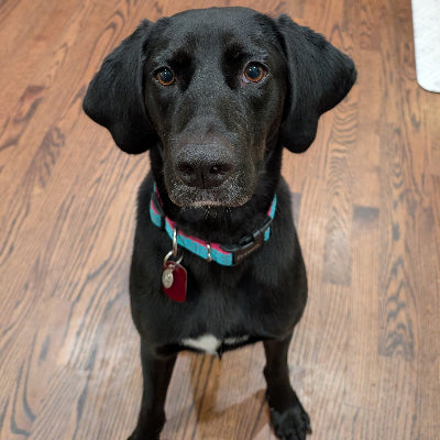 Izzy Adoption Pending