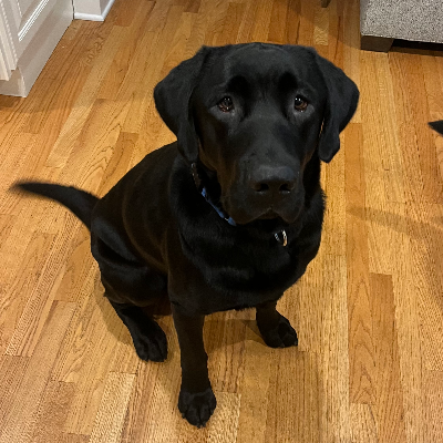 Jake Adoption Pending