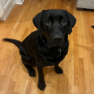 Jake Adoption Pending