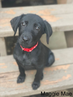 Maggie Adoption Pending