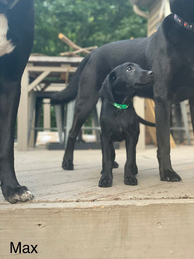 Max adoption pending