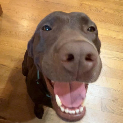 Daisy Mae Adoption Pending