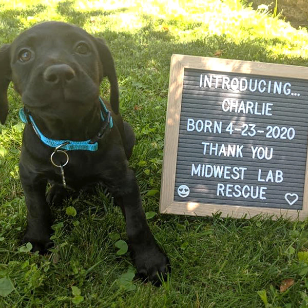 Adoption Foster Labrador White Golden Retriever Rescue Golden
