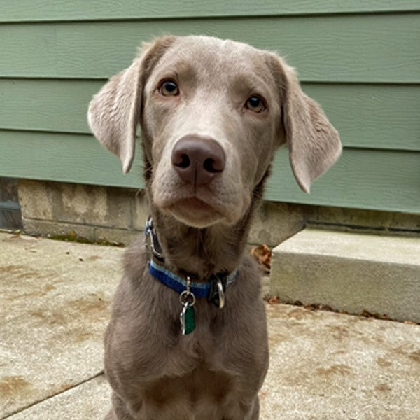 Weimaraner Lab Mix Silver