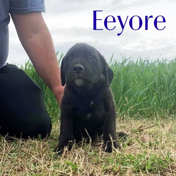 Eeyore