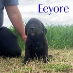 Eeyore